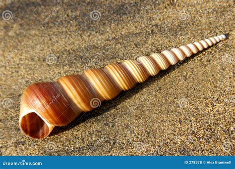 Cangkang Keong Spiral