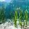 Seaweed Plant