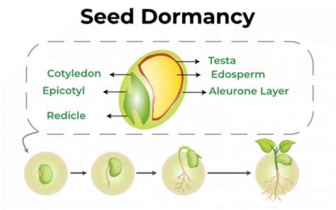 Seed Dormancy