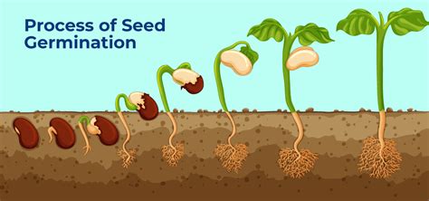 Seed growing into a plant