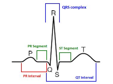 Segmen dan Interval EKG