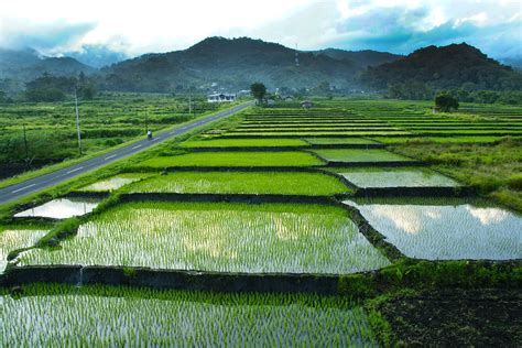 Sektor Pertanian Dominan di Negara Agraris