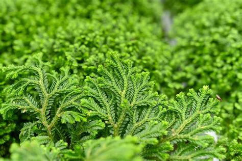 Selaginella