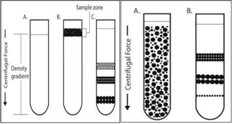 Pemisahan Kristal (Sentrifugasi)