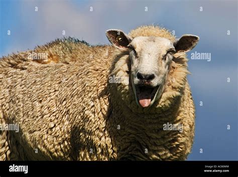 Sheep bleating