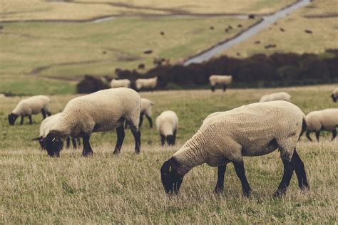 Sheep grazing