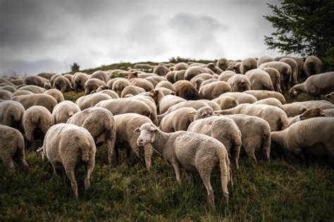 Sheep herd
