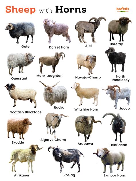 Sheep horns