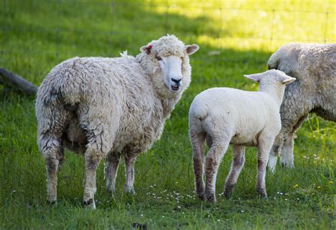 Sheep tail