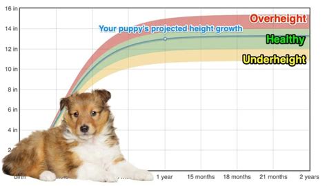 Shetland Sheepdog Size Chart