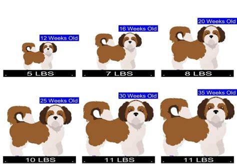 Shih Tzu Growth Chart
