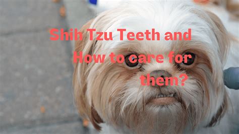 Shih Tzu Teeth Chart
