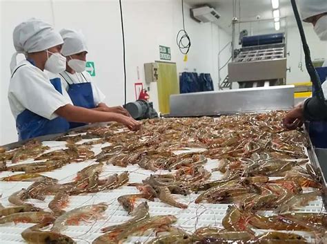 Proses di Pabrik Udang