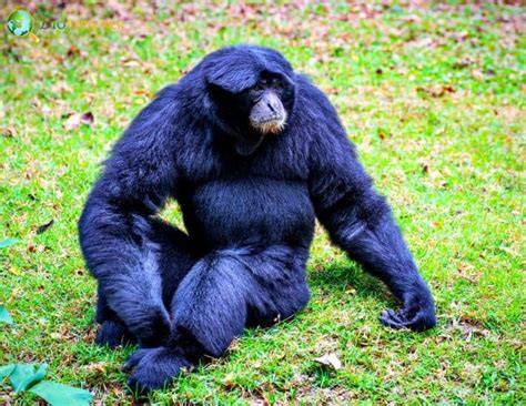 Siamang