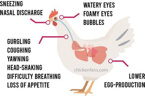 Sick Chicken