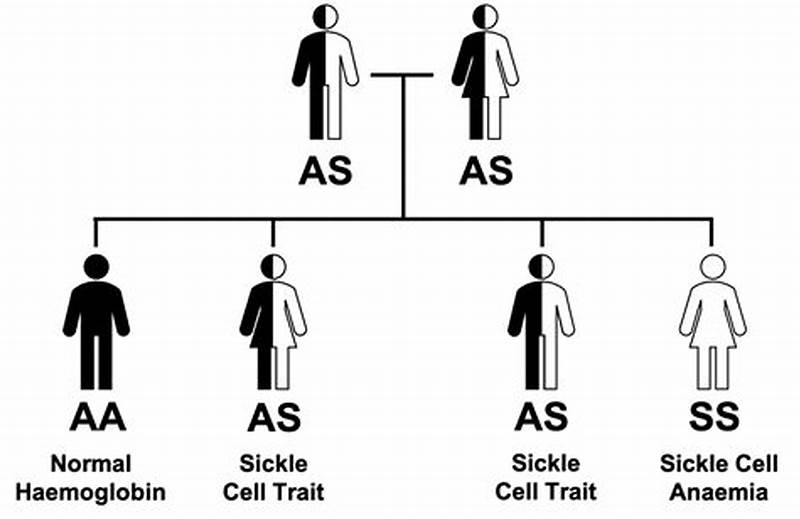 Sickle Cell Anemia Inheritance Pattern Genetics