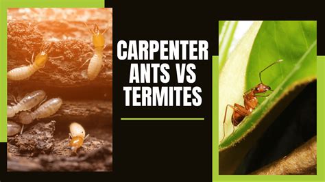 Carpenter Ants vs