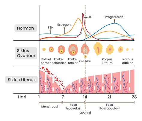 Siklus Menstruasi