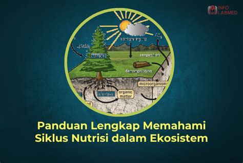 Siklus Nutrisi