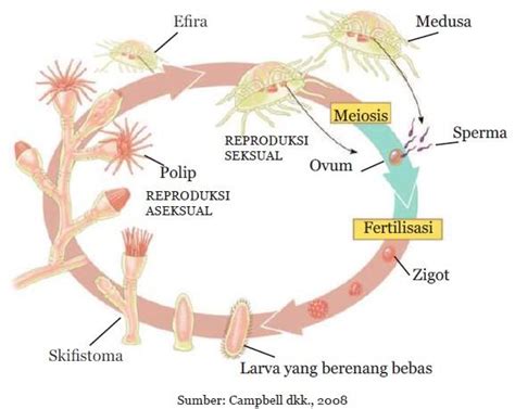 Siklus Reproduksi Hewan