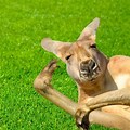 Silly Images of Kangaroos