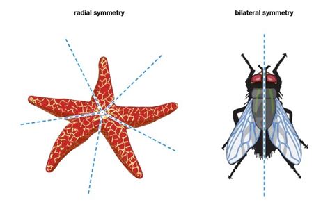 Simetri Bilateral Manusia