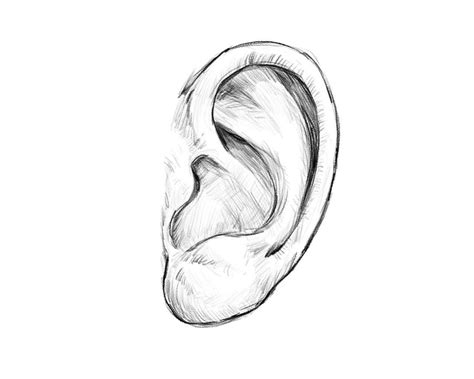 Simple Ear Drawing