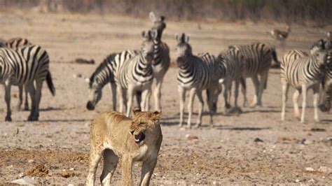 Singa dan Zebra
