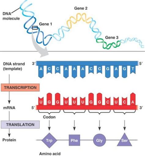 Sintesis Protein