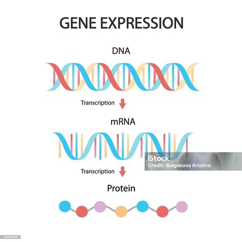 Sintesis Protein RNA