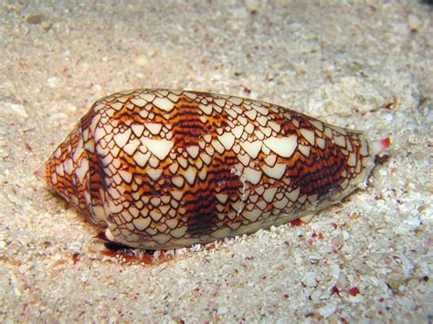 Siput