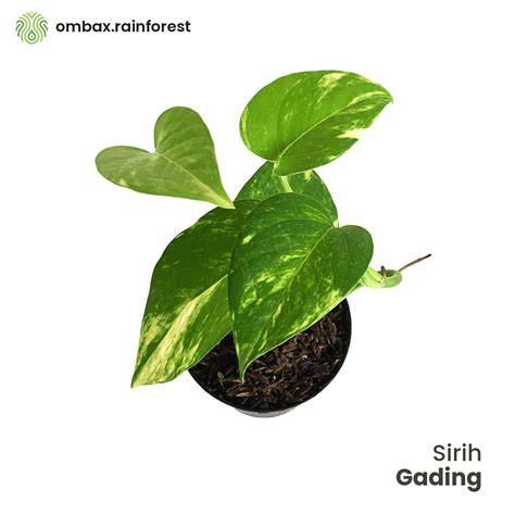 Sirih Gading tanaman hias rimbun