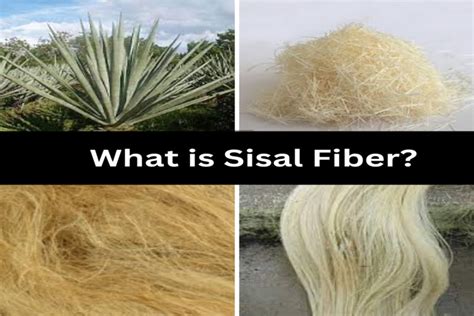 Sisal