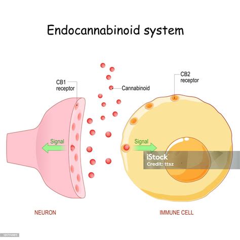 Sistem Endocannabinoid