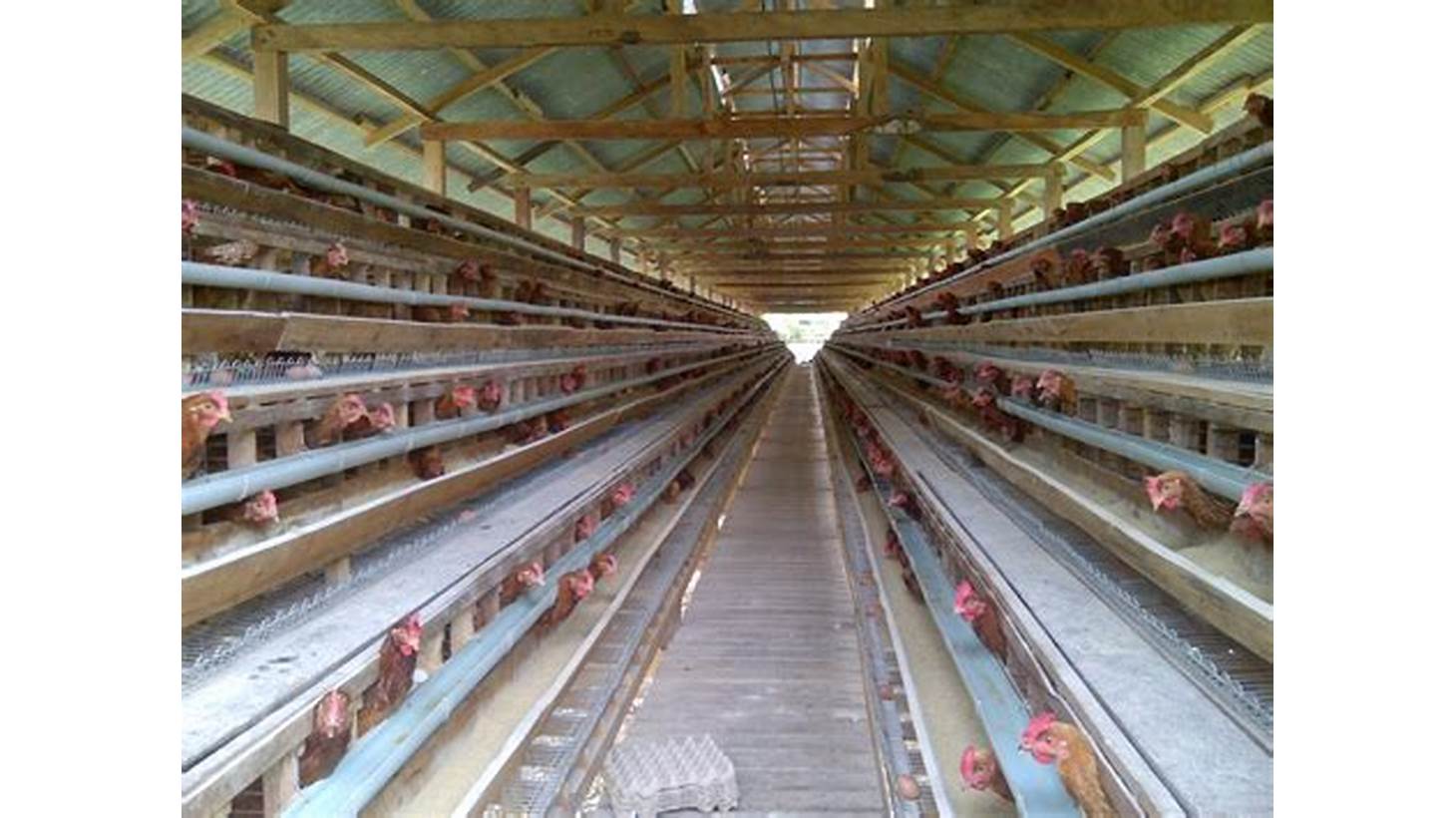 Sistem Kandang Ayam Lokal