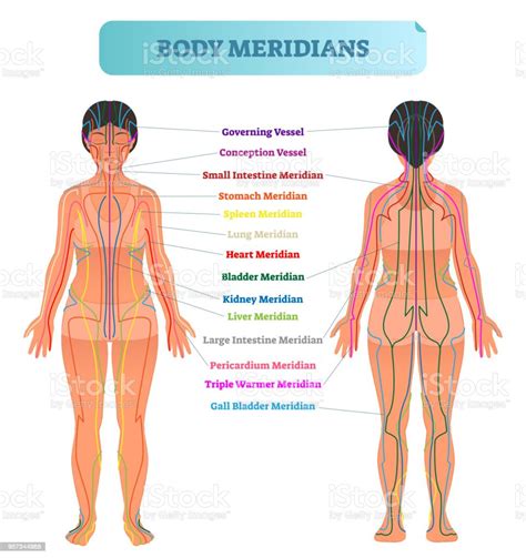 Sistem Meridian: Jalur Energi dalam Tubuh