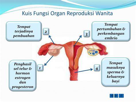 Sistem Reproduksi Wanita