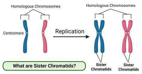 Sister chromatids