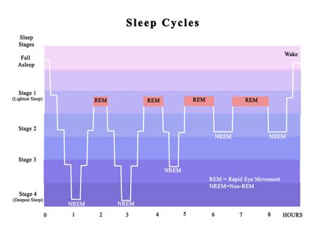 Sleep Stages Chart