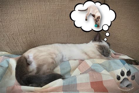 Sleeping cat dreaming