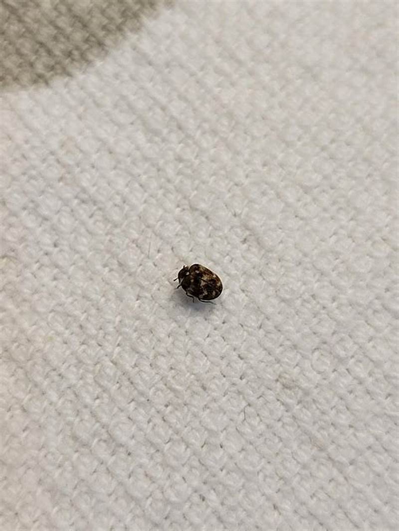 Small Bug With Pattern On Back
