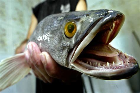 Snakehead Fish Predator