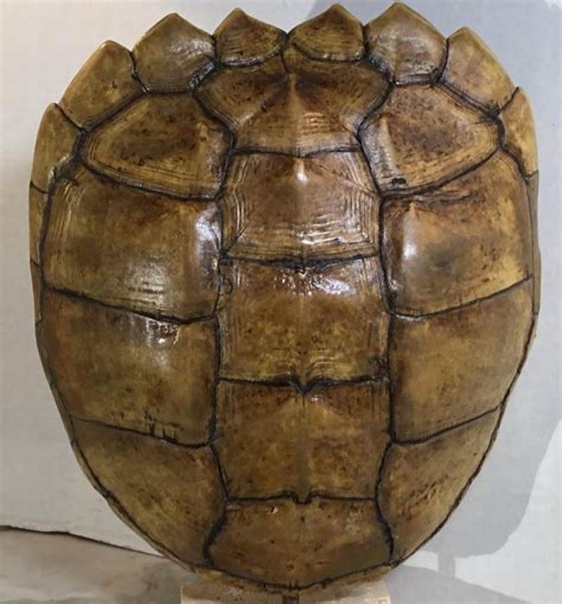 Snapping Turtle Shell Pattern