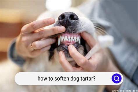 Soften Dog Tartar