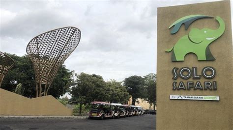Solo Safari