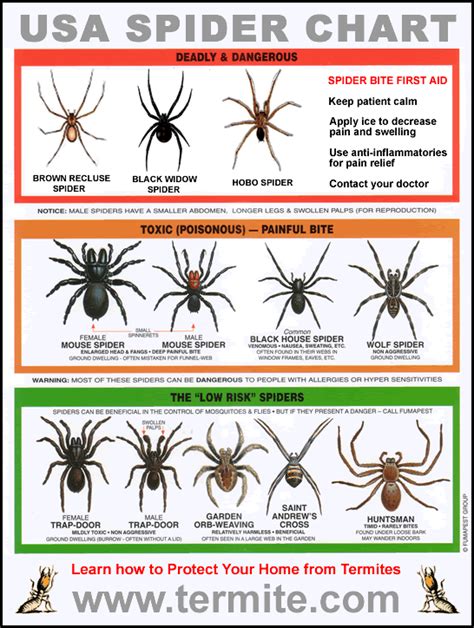 Spider Id Chart