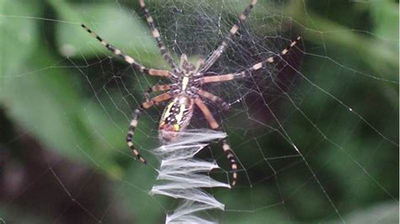 Spider With Z Pattern In Web