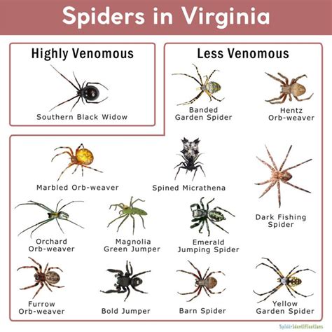 Spiders Virginia Identification Chart