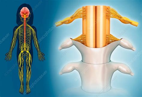 Spinal Cord Illustration