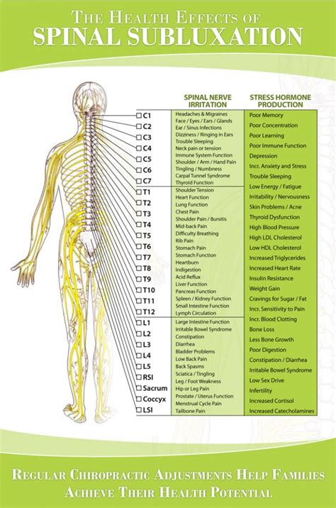 Spinal Cord Muscle Innervation Chart